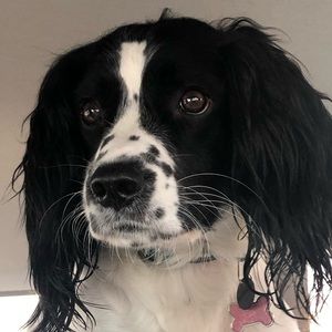 Meet your Posher, Stella